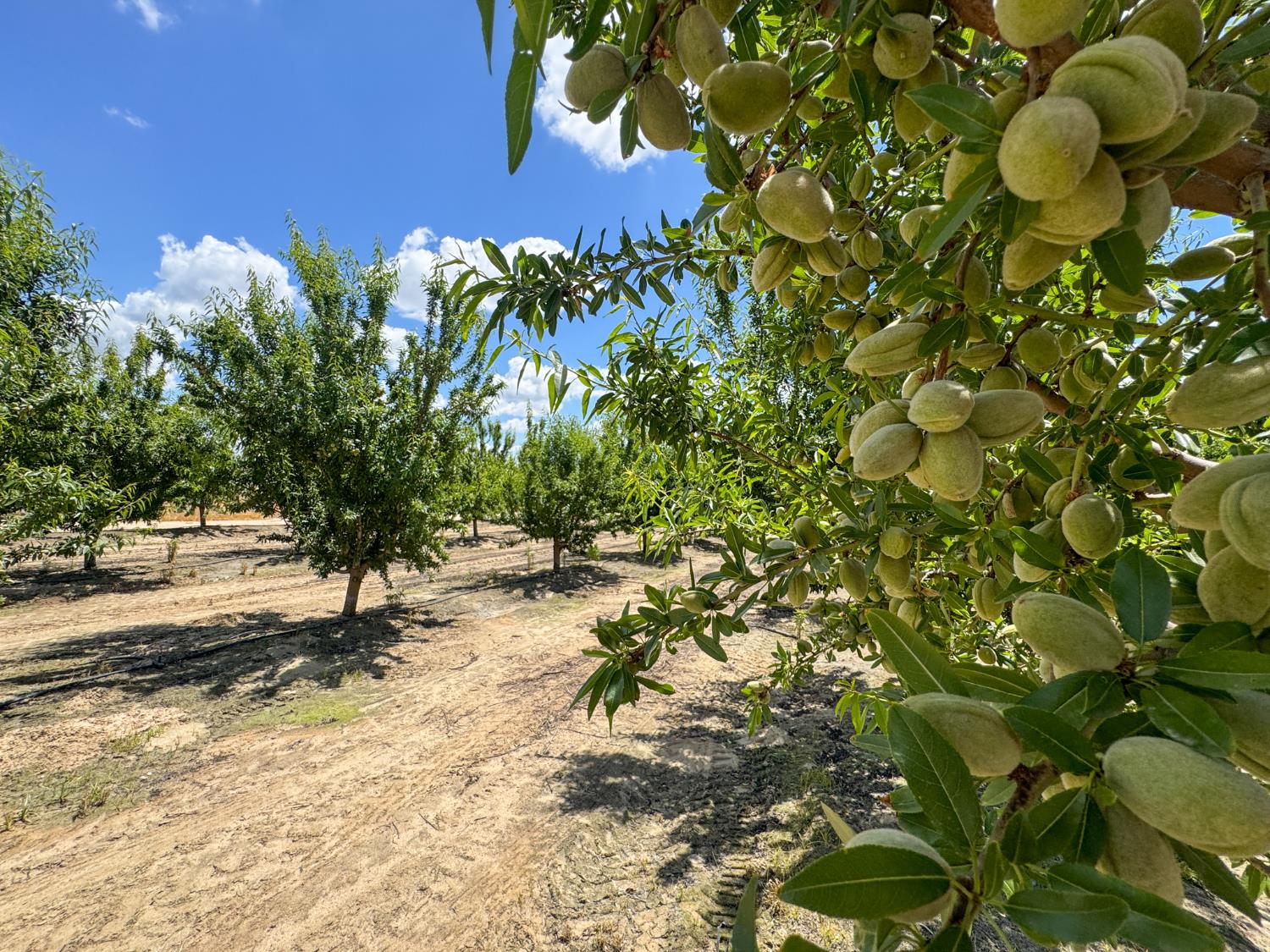 3630 S. Greenwood Ave., Sanger, CA 93657