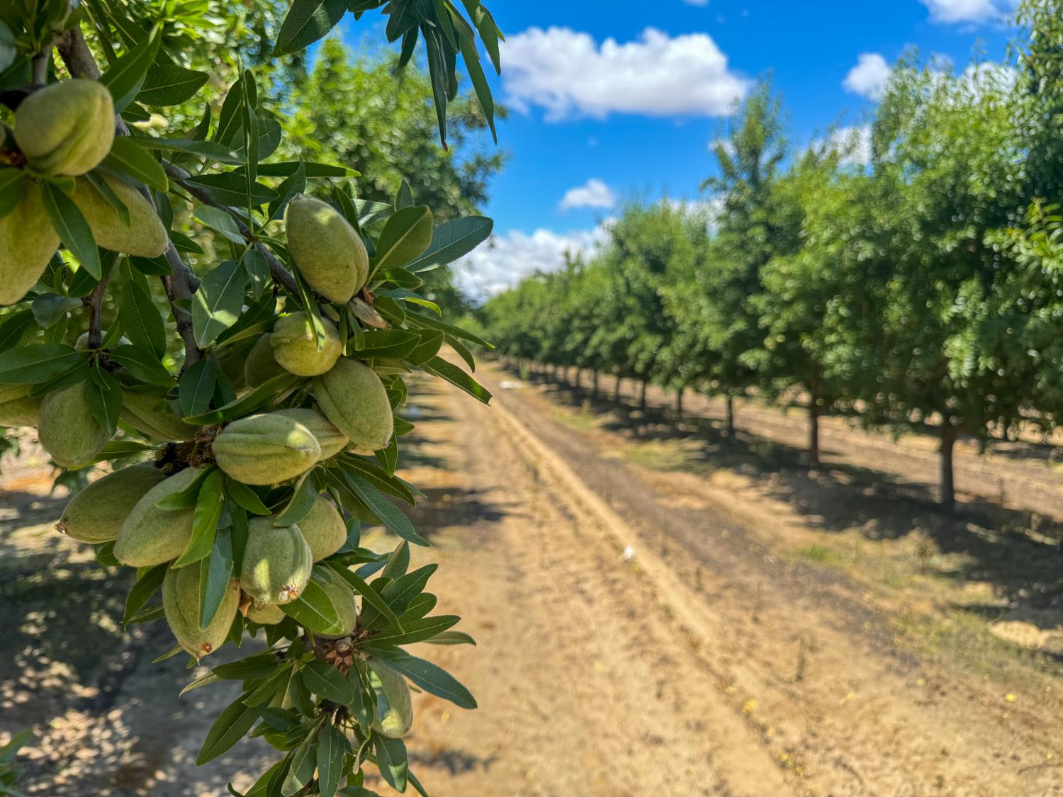 3630 S. Greenwood Ave., Sanger, CA 93657