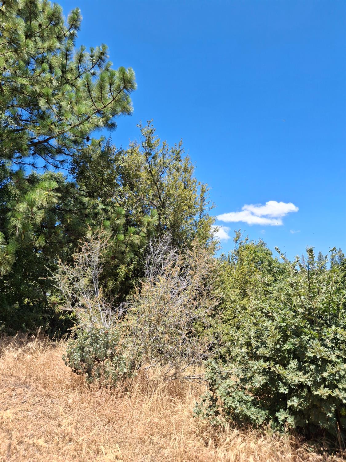 33892 33892 Shaver Springs Rd, Auberry, CA 93602