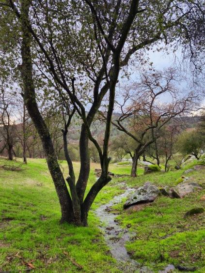 0 0 Deep Forest Dr, Coarsegold, CA 93614