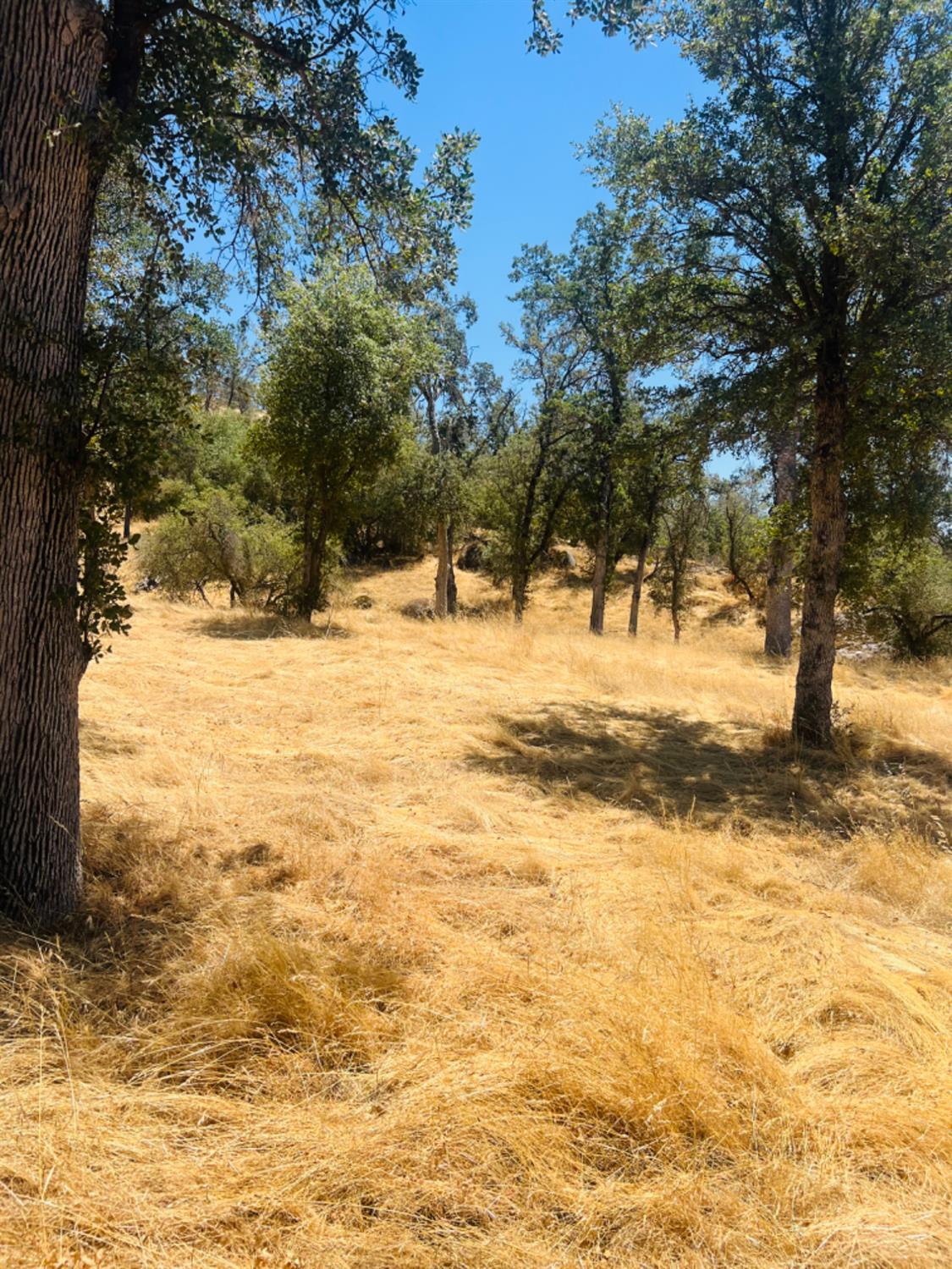 0 0 Deep Forest Dr, Coarsegold, CA 93614