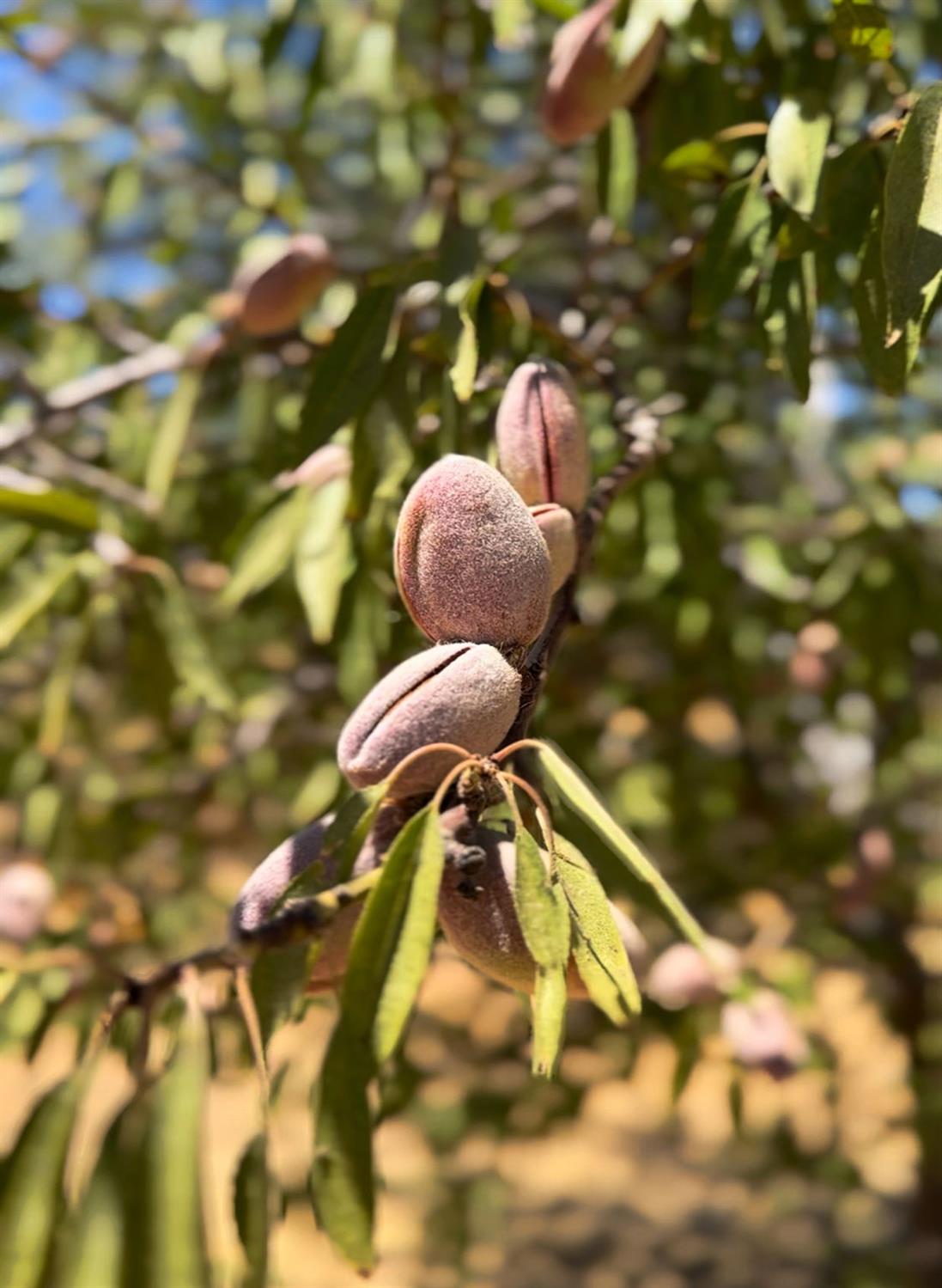 29493 Avenue 13 1/2, Madera, CA 93638