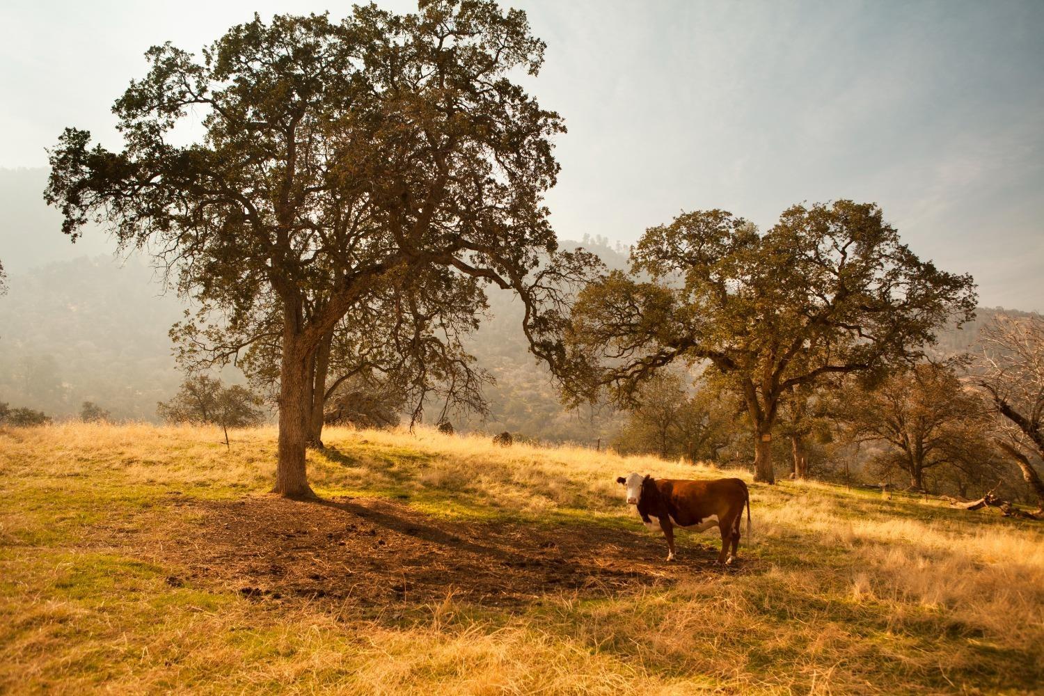 20121 Via Mirabel Dr, Clovis, CA 93619