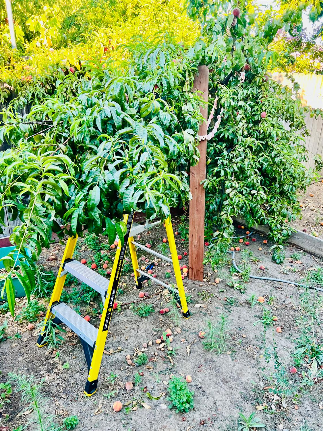 1416 Lomas Way, Sacramento, CA 95822