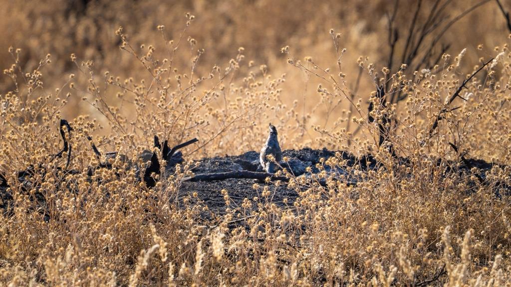 47069 Crump Ln, Coalinga, CA 93210