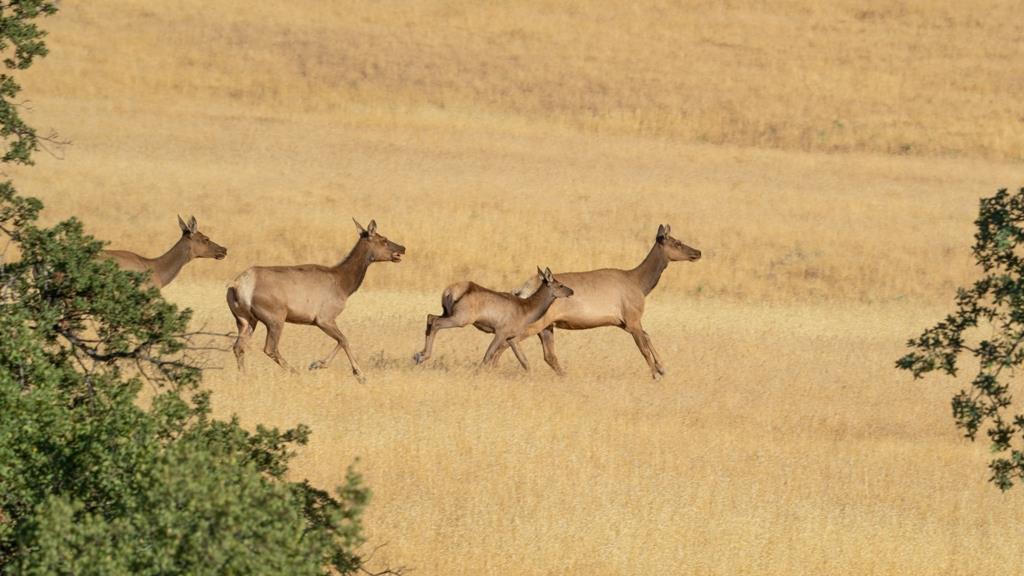 47069 Crump Ln, Coalinga, CA 93210