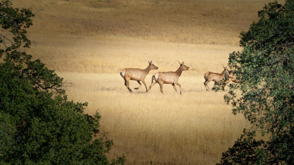 47069 Crump Ln, Coalinga, CA 93210
