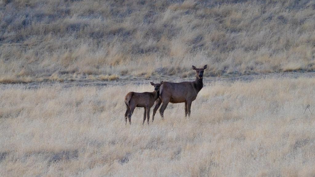 47069 Crump Ln, Coalinga, CA 93210