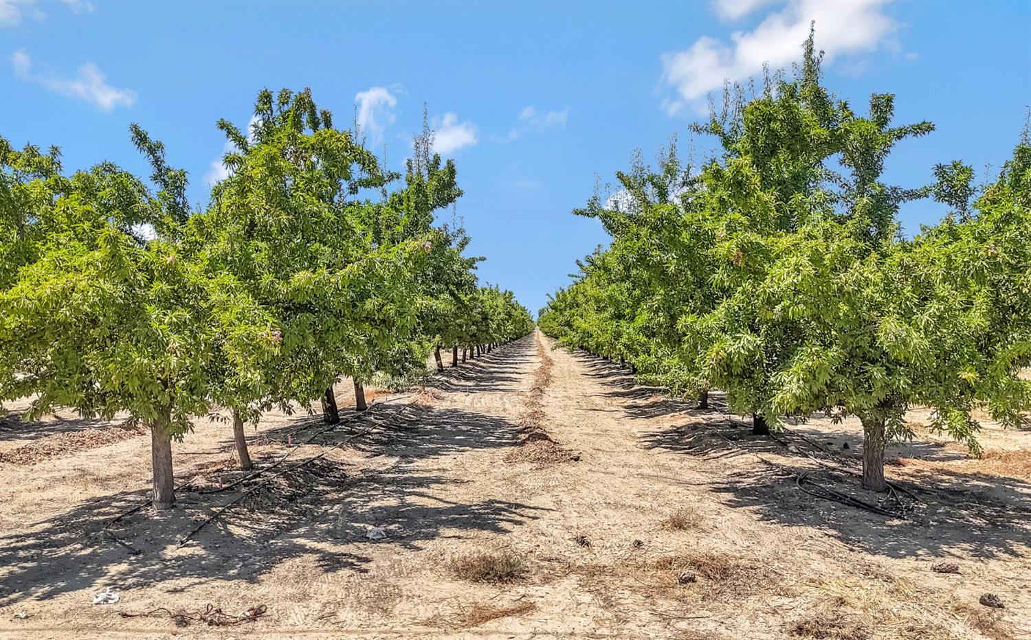 13335 S Willow Ave, Selma, CA 93662