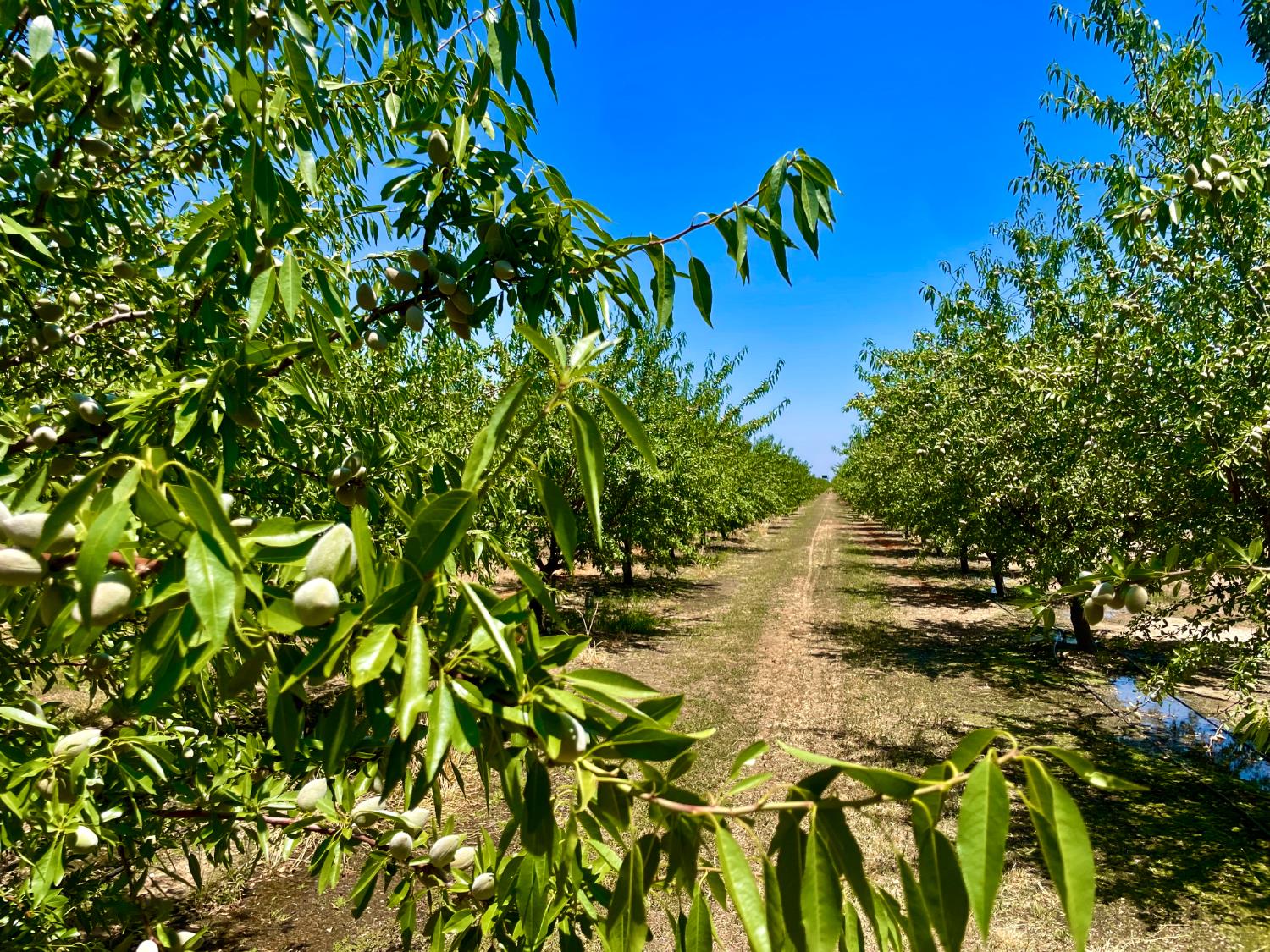 10900 Whitworth, Gustine, CA 95322