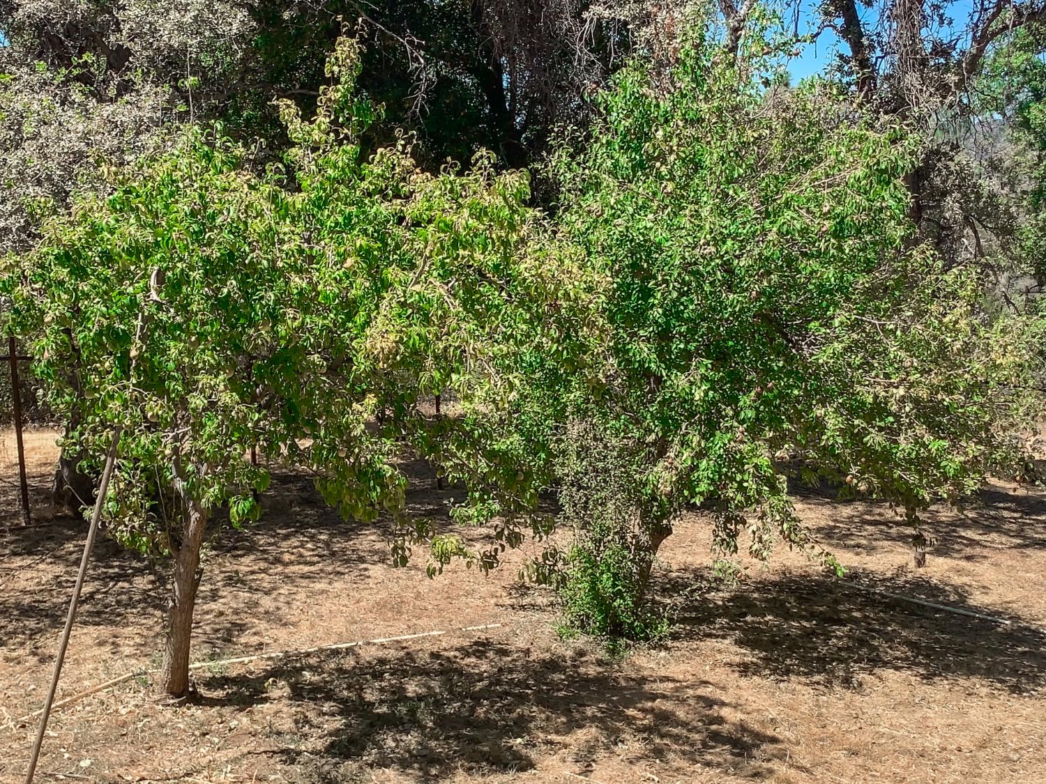 5857 Allred Rd, Mariposa, CA 95338