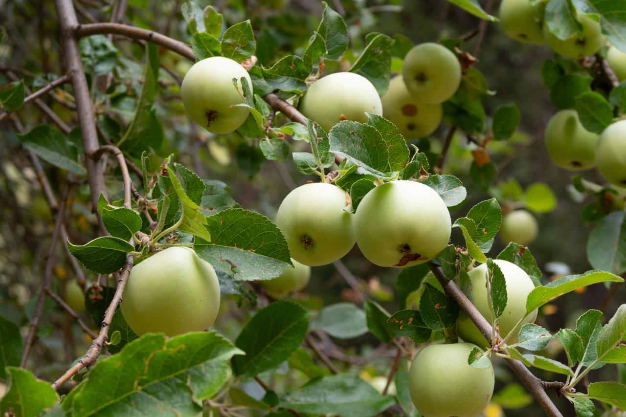 7115 Hites Cove Rd, Mariposa, CA 95338