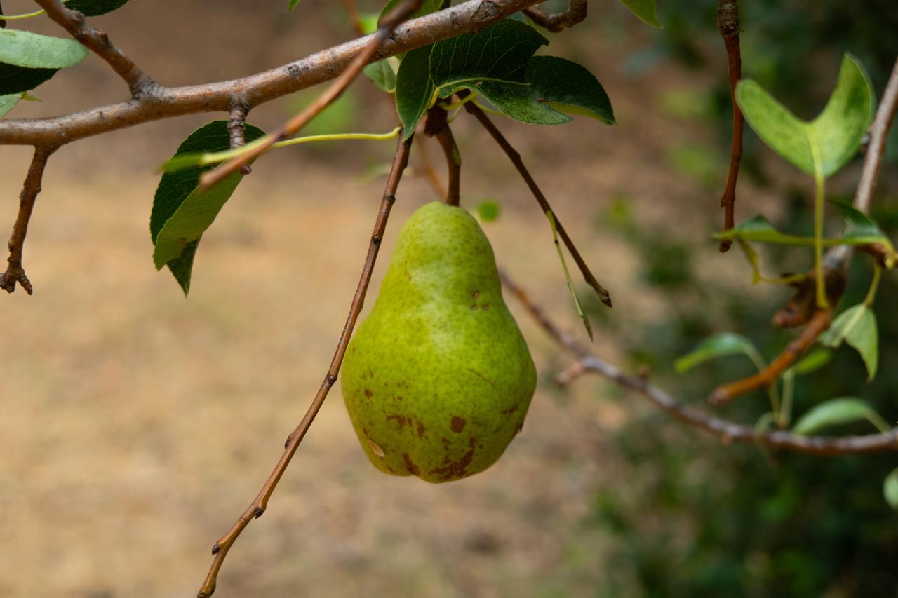 7115 Hites Cove Rd, Mariposa, CA 95338