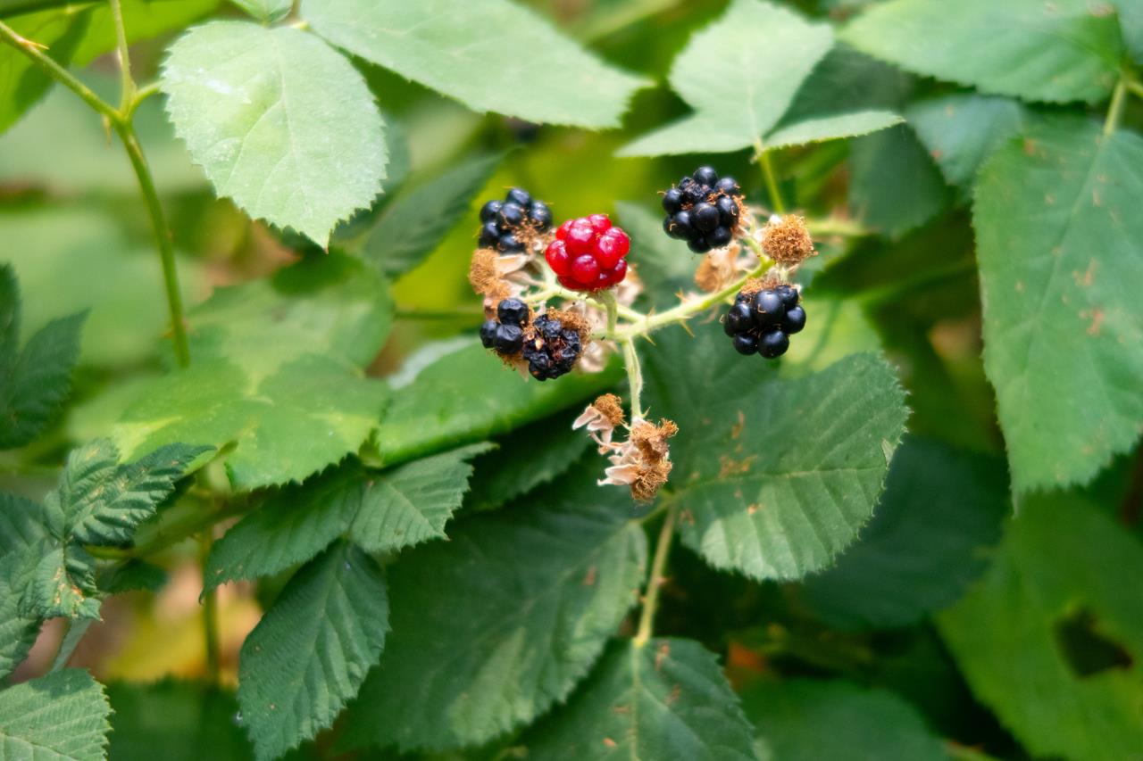 7115 Hites Cove Rd, Mariposa, CA 95338