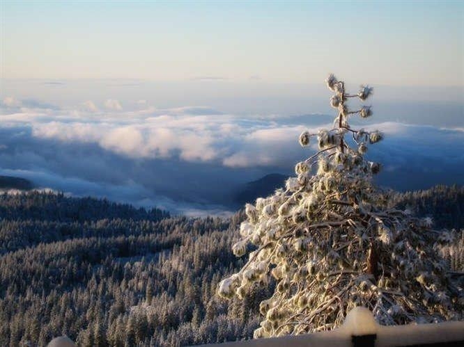 42629 Canyon Vista Ln, Shaver Lake, CA 93664