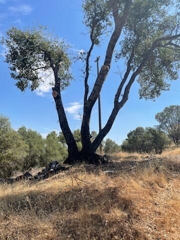 234 Jennifer Way, Coarsegold, CA 93614