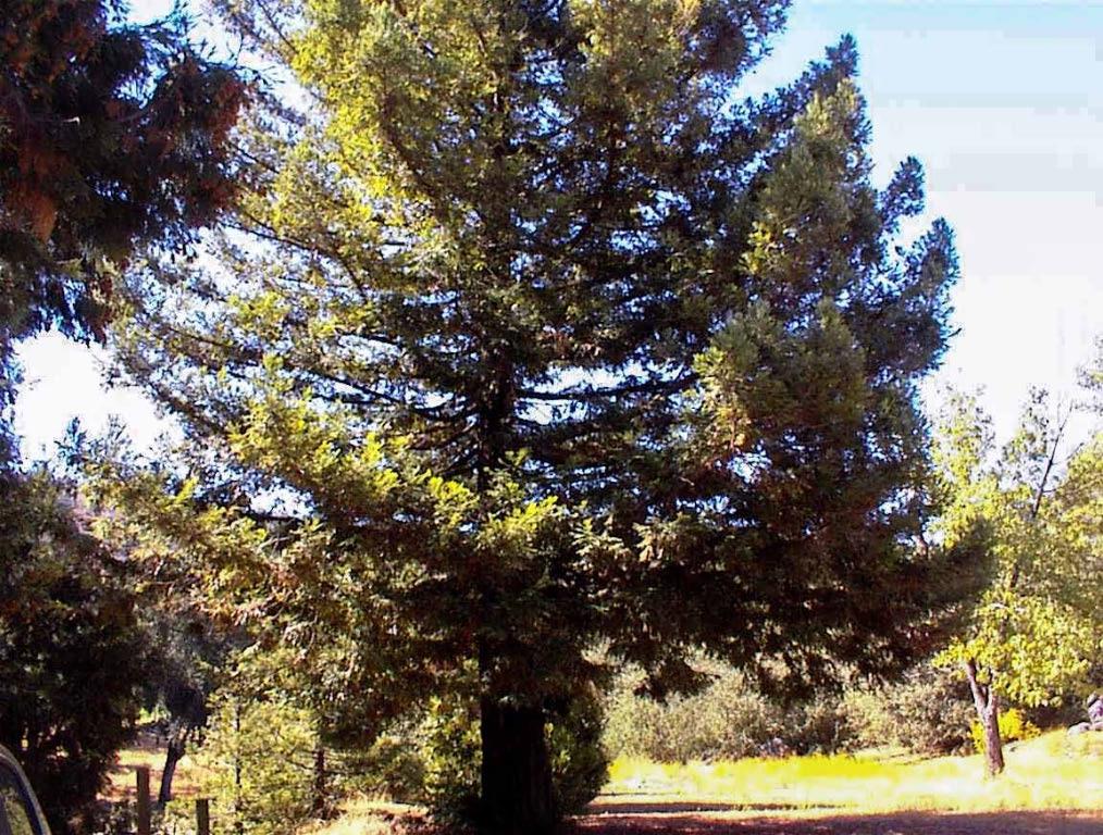 50245 Greenhill Rd, Yokuts Valley, CA 93675