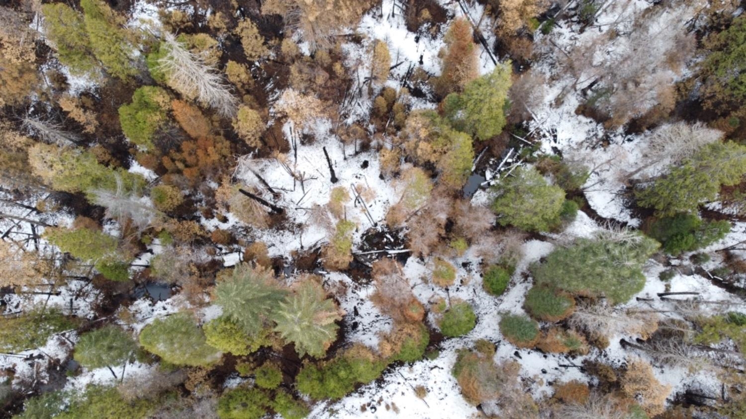 0 0 Woodland Rd, Shaver Lake, CA 93664