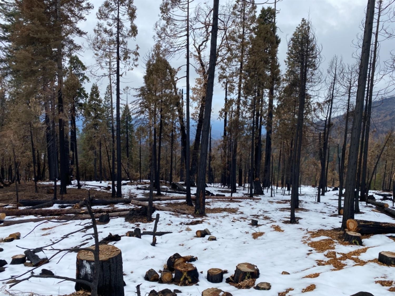 0 0 Woodland Rd, Shaver Lake, CA 93664