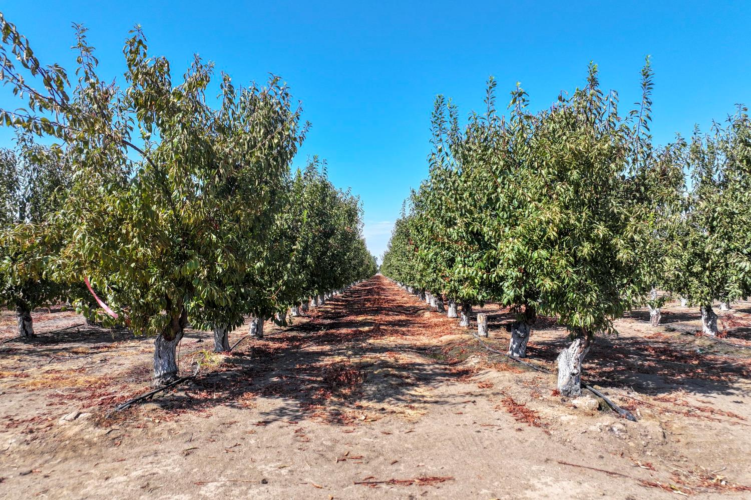 23667 E Dinuba Ave, Dinuba, CA 93618