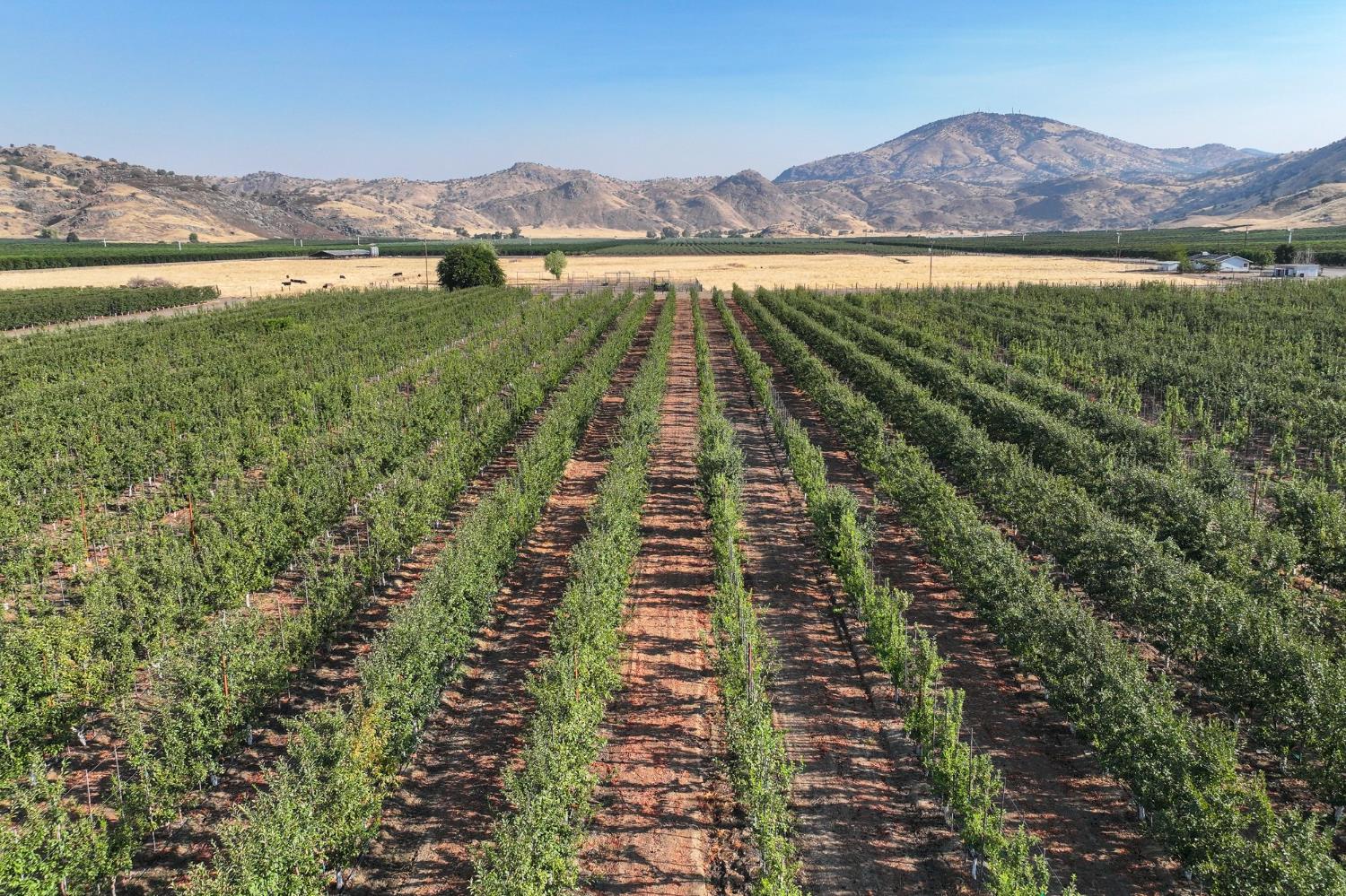 3905 S Hills Valley Rd, Orange Cove, CA 93646