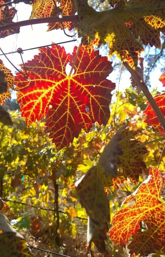 49610 House Ranch Rd, O neals, CA 93645