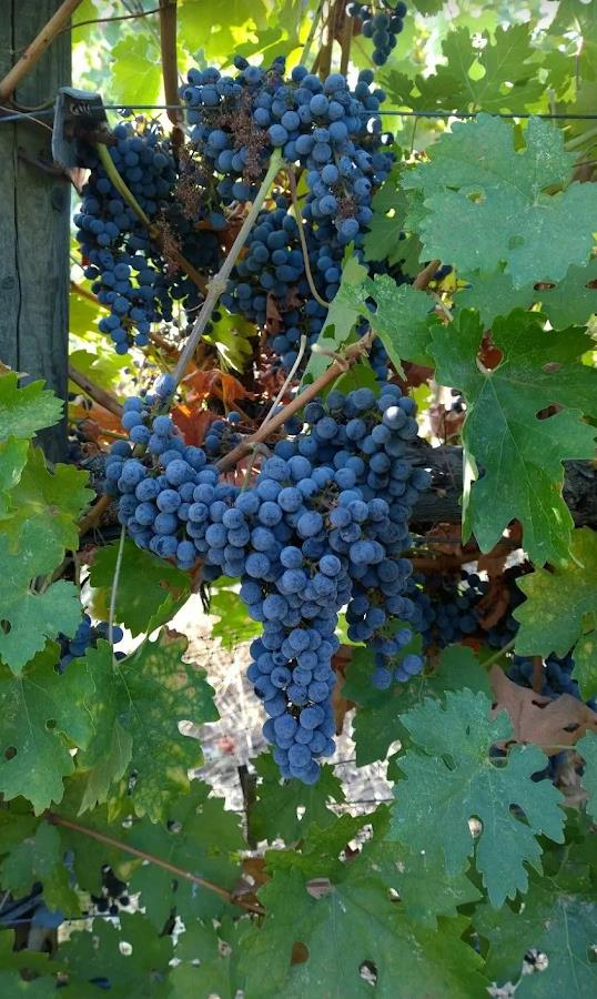 49610 House Ranch Rd, O neals, CA 93645