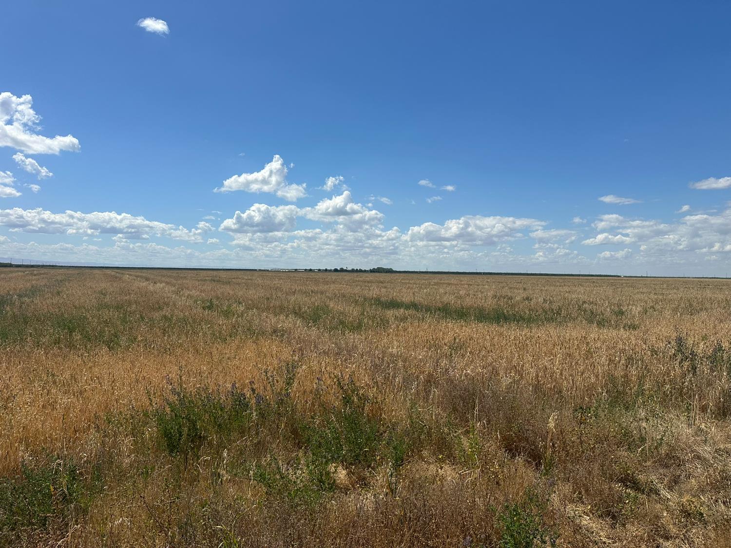 12250 S Jameson Ave, Caruthers, CA 93706