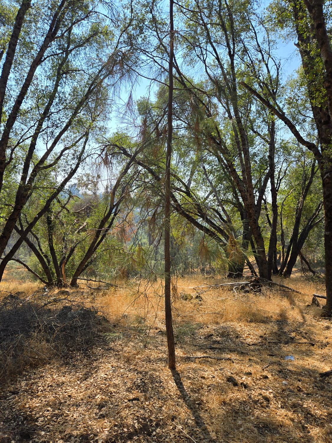 3813 Jones Creek Road, Mariposa, CA 95338