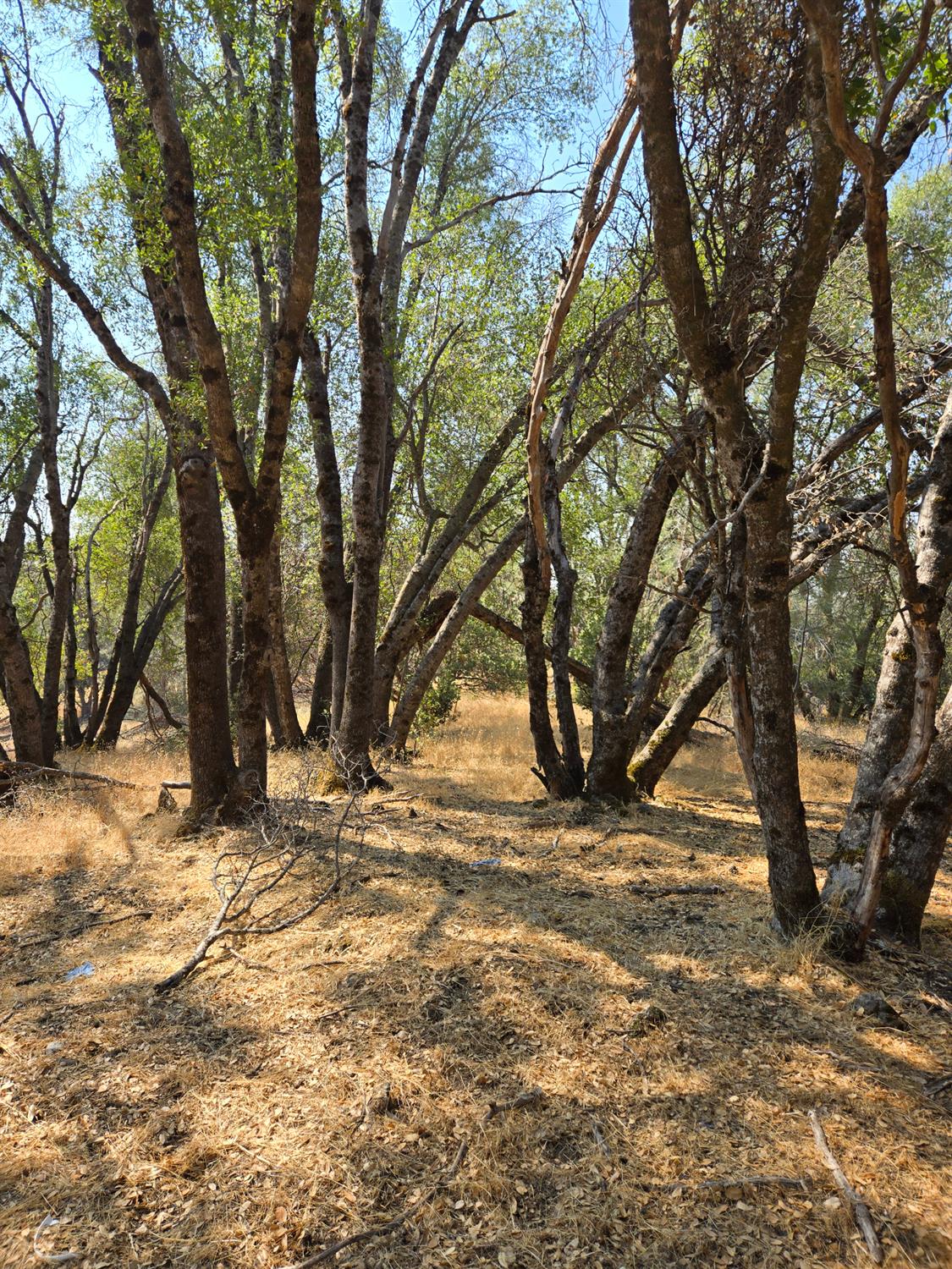 3813 Jones Creek Road, Mariposa, CA 95338