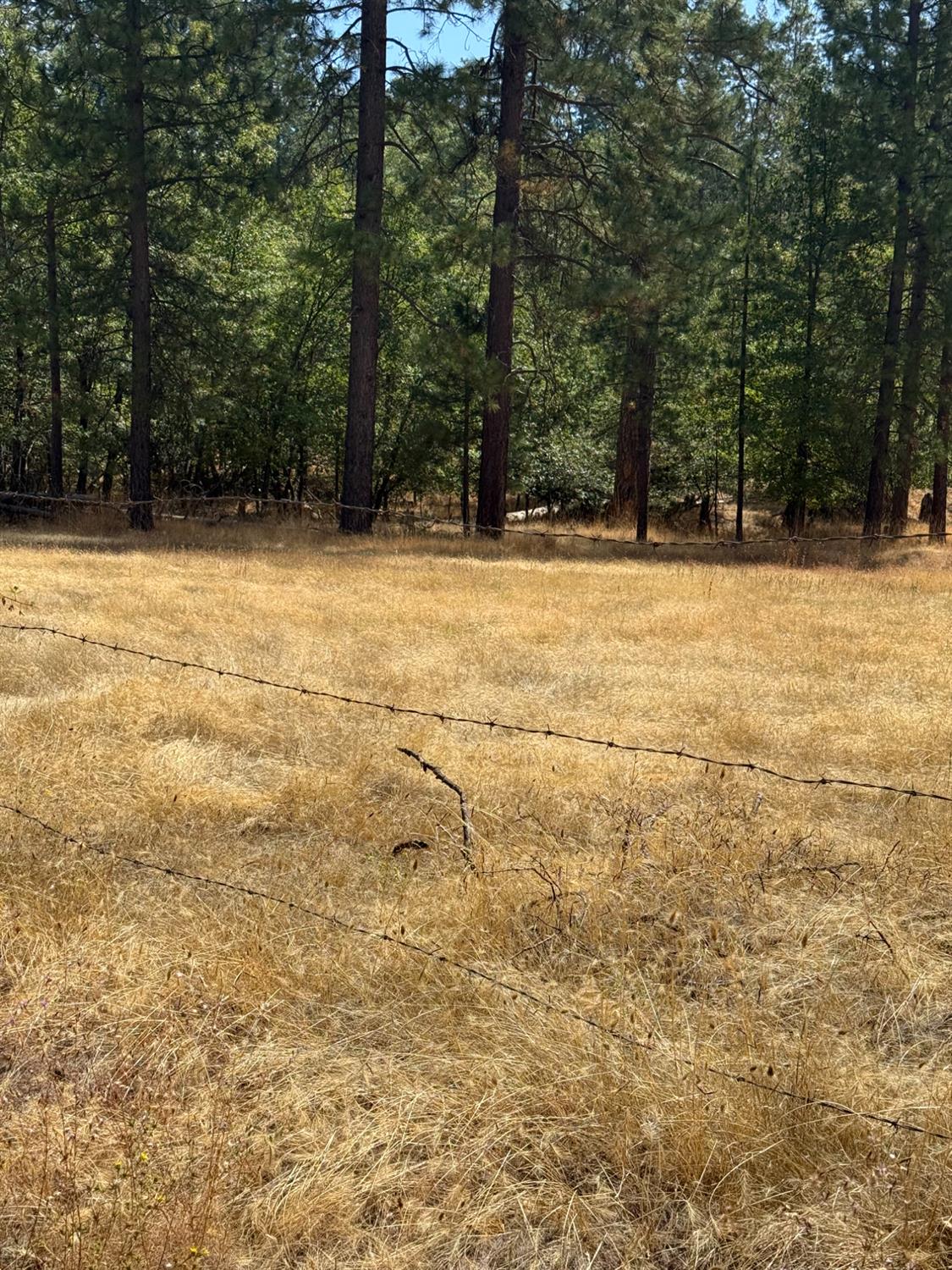 6479 Pine Dr., Coulterville, CA 96311