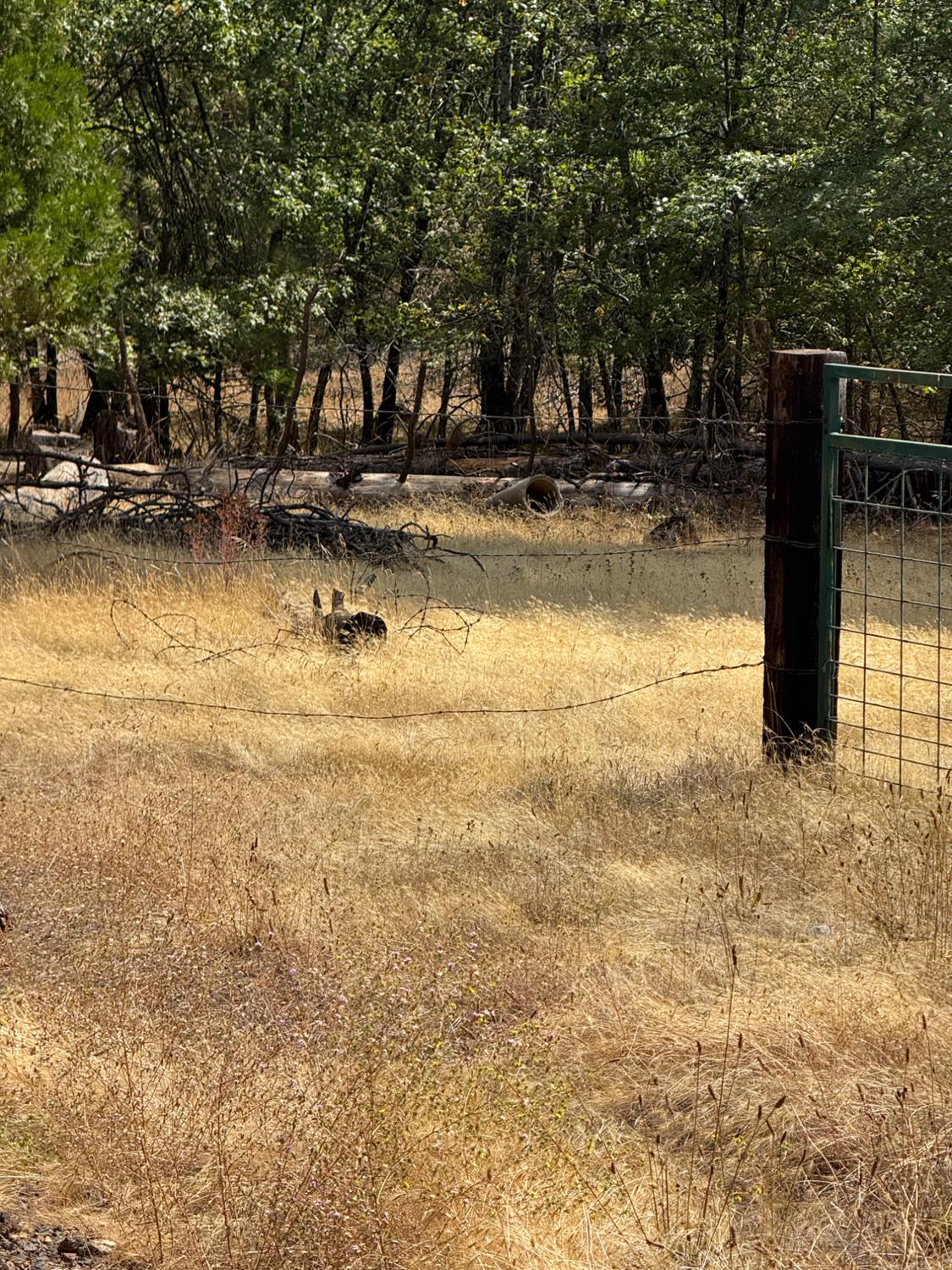 6479 Pine Dr., Coulterville, CA 96311