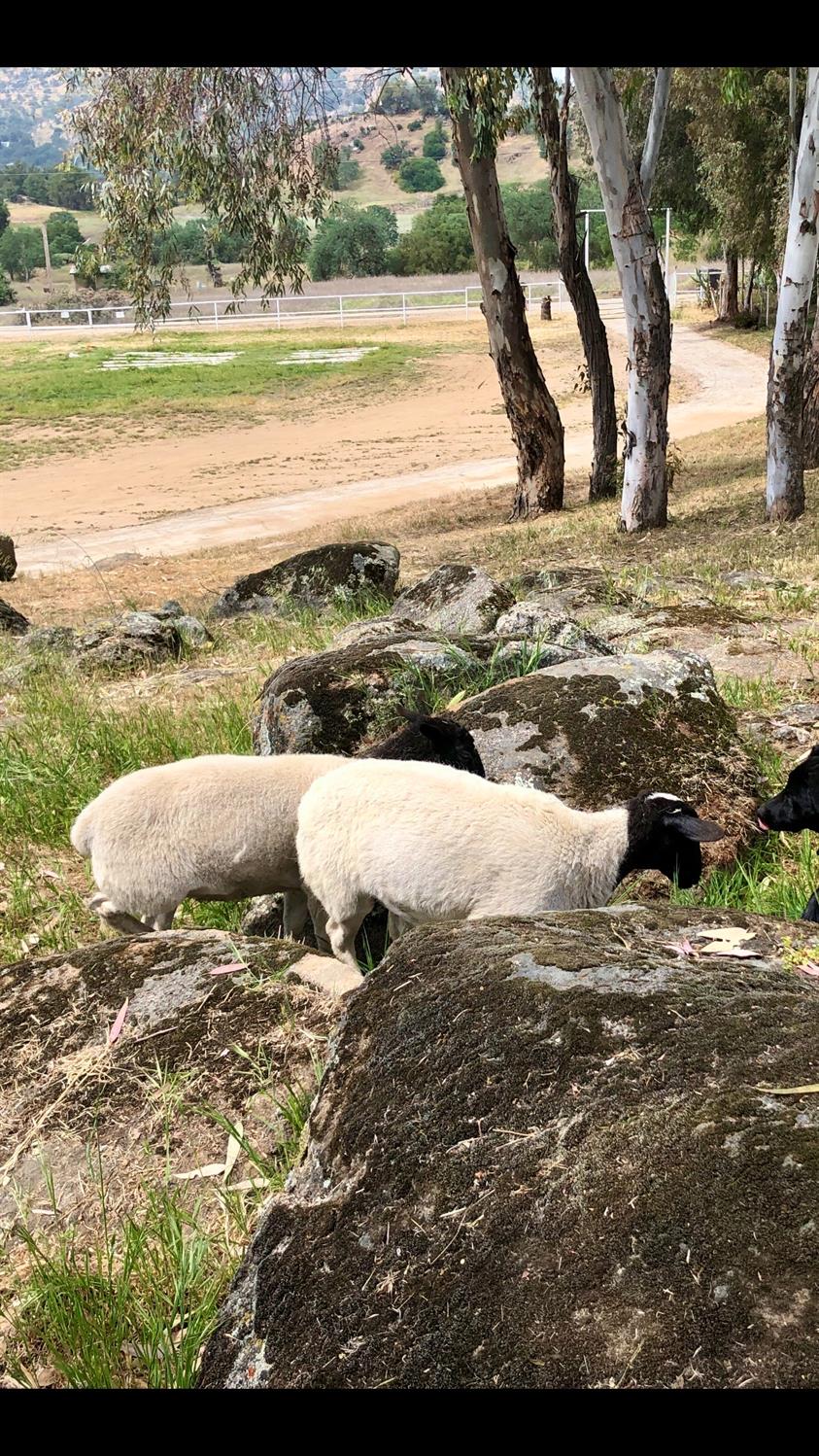 37728 Squaw Valley Rd, Yokuts Valley, CA 93675