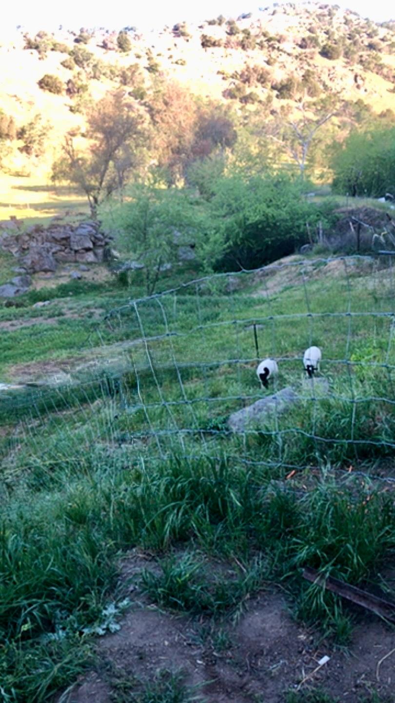 37728 Squaw Valley Rd, Yokuts Valley, CA 93675