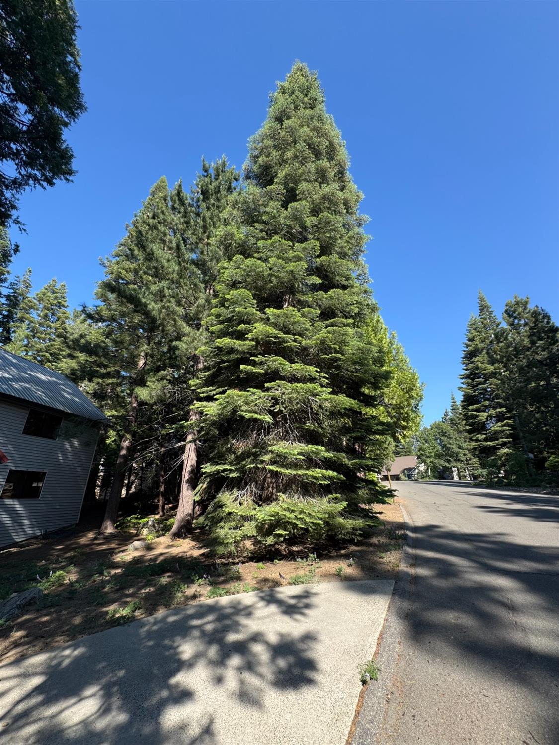 41031 Windwood Ln, Shaver Lake, CA 93664