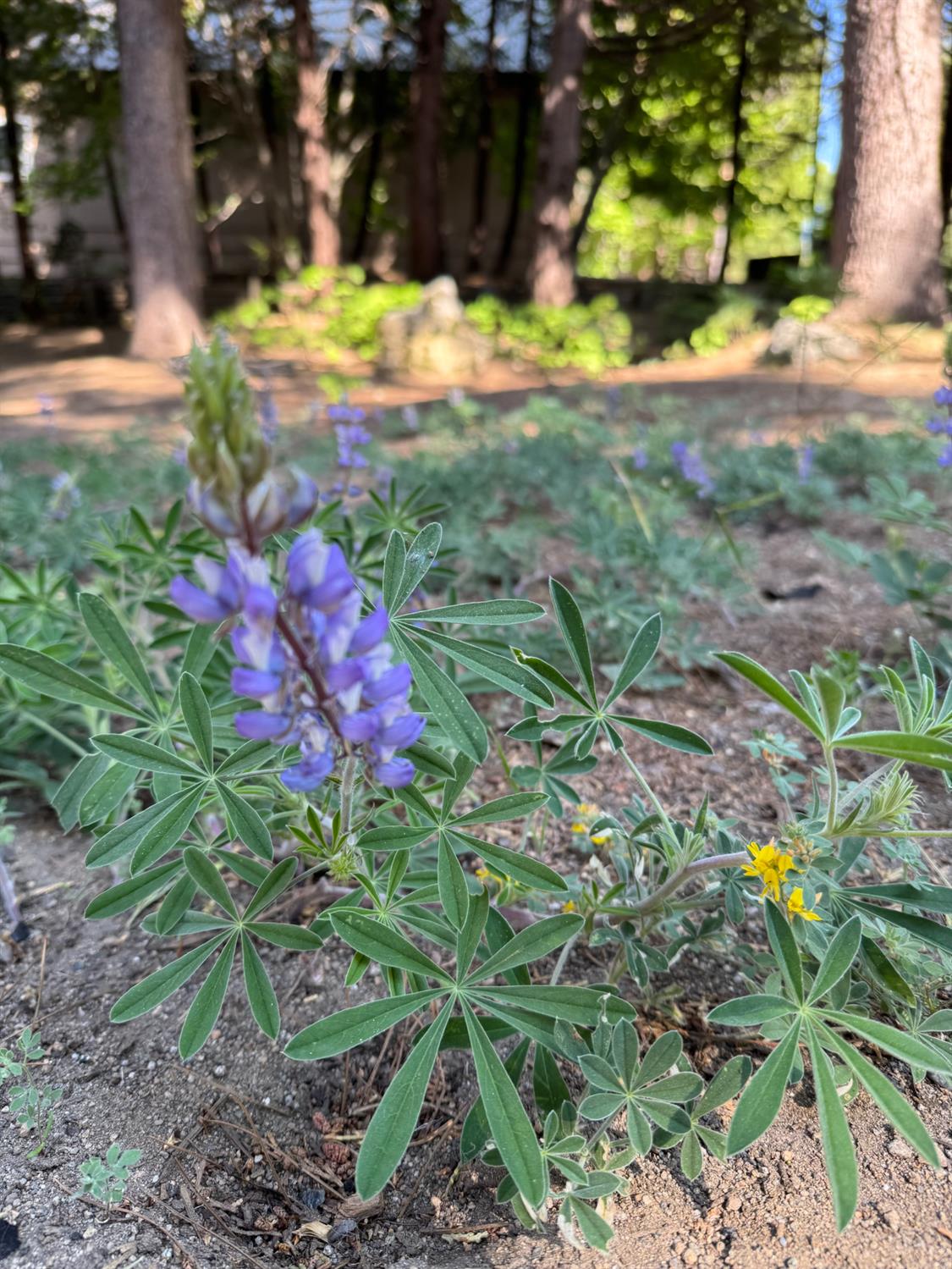 41031 Windwood Ln, Shaver Lake, CA 93664