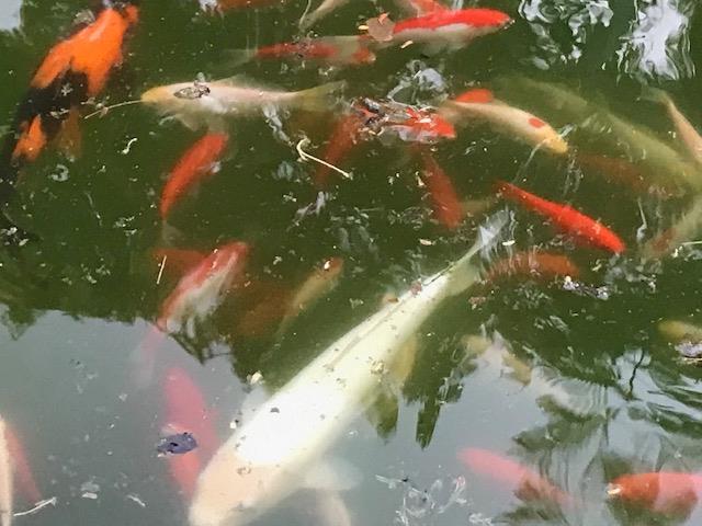 201 Monterey Ave, Chowchilla, CA 93610