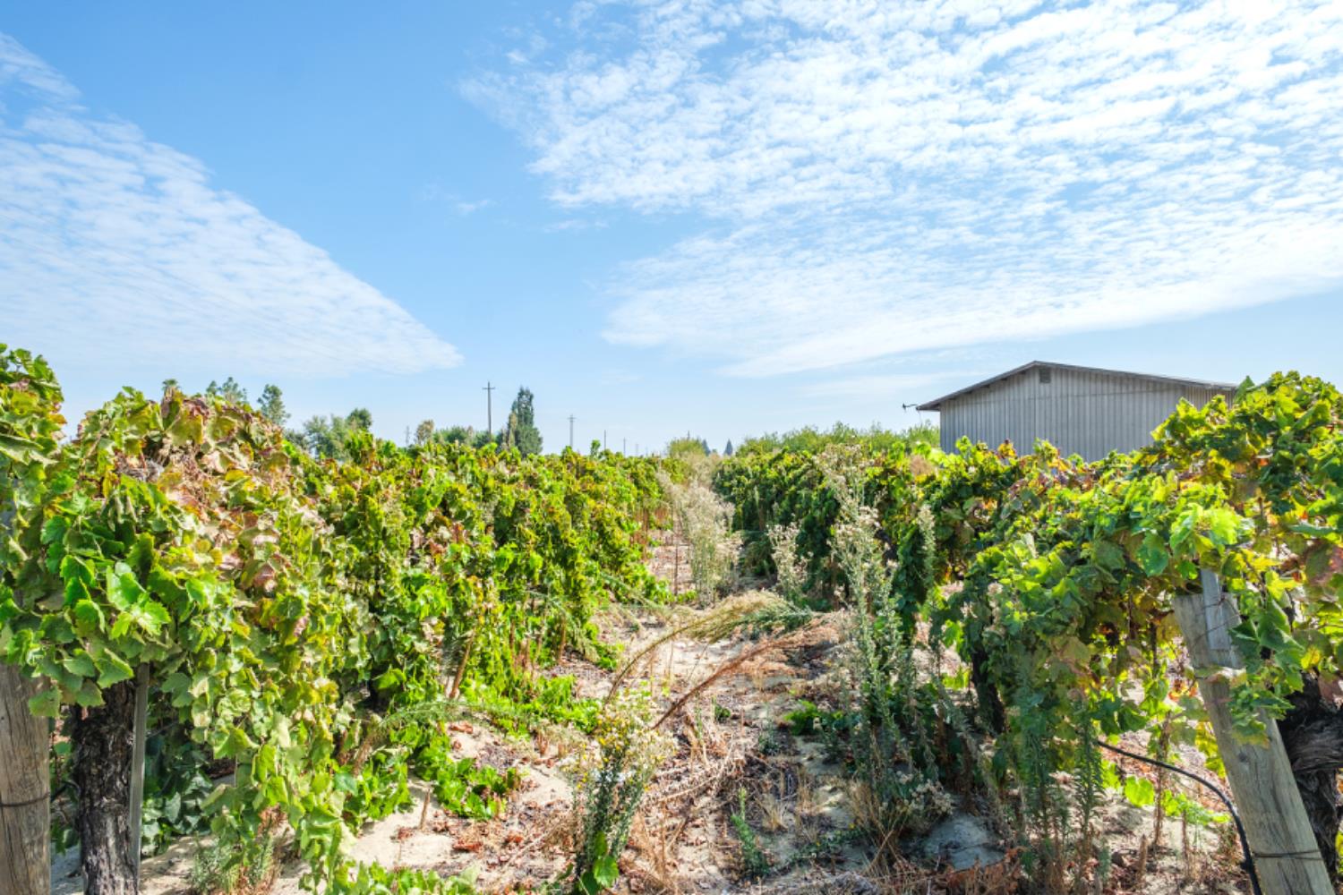 11473 E Manning Ave, Selma, CA 93662