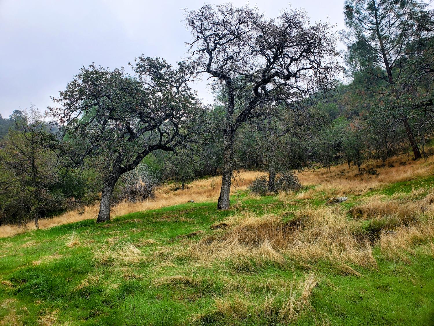 28666 Quail Springs Ln, Tollhouse, CA 93667