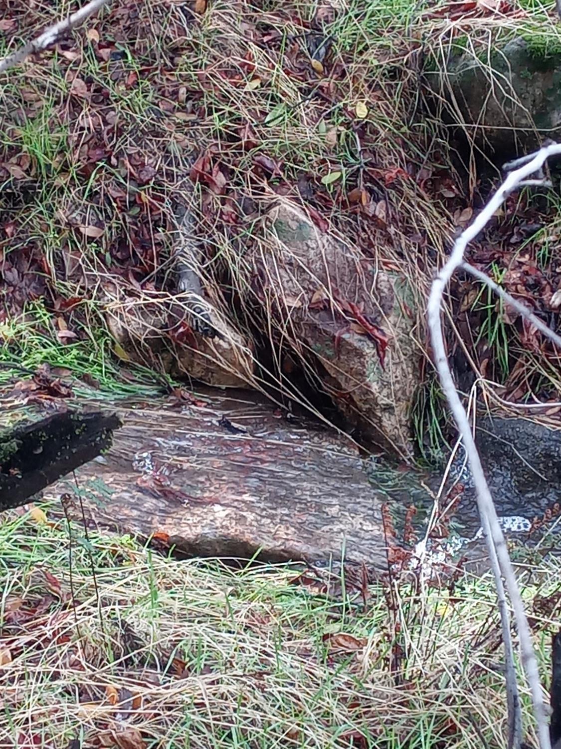 28666 Quail Springs Ln, Tollhouse, CA 93667