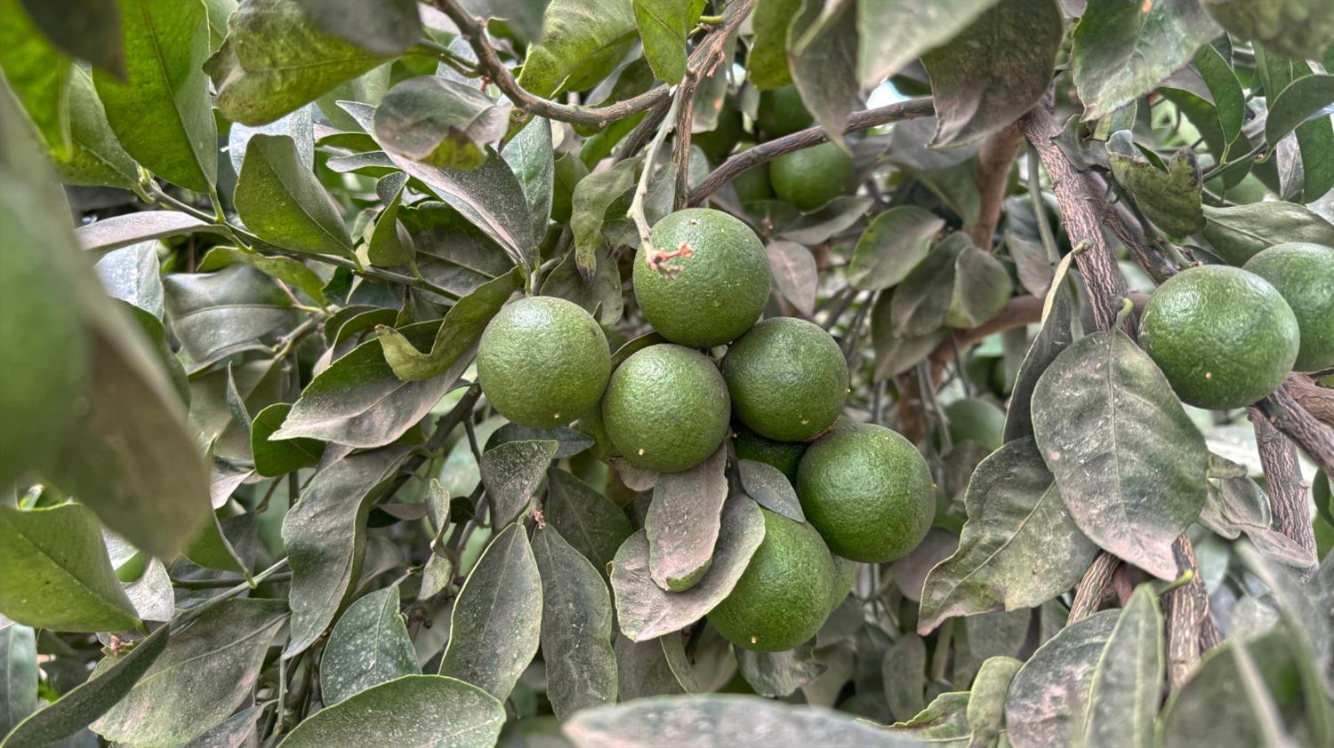 265 Acres Road 240, Ducor, CA 93218