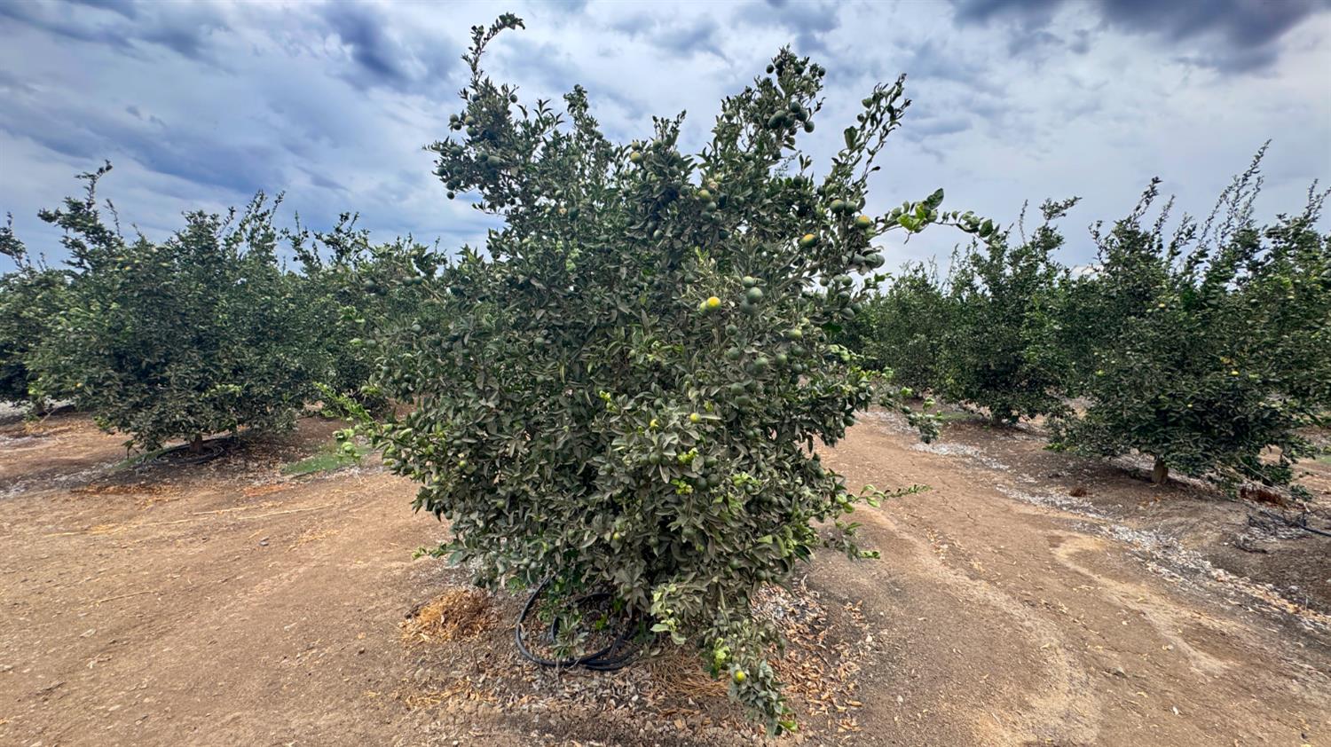 265 Acres Road 240, Ducor, CA 93218