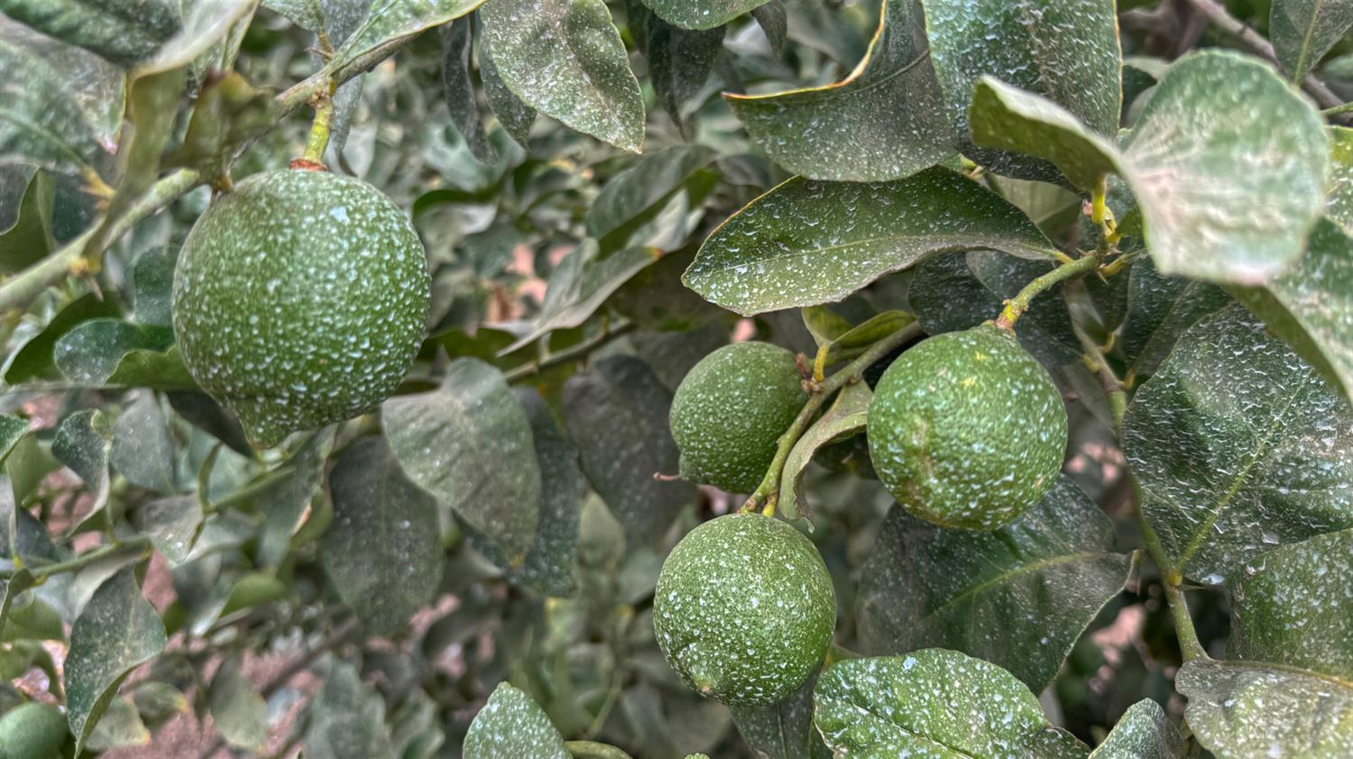 265 Acres Road 240, Ducor, CA 93218