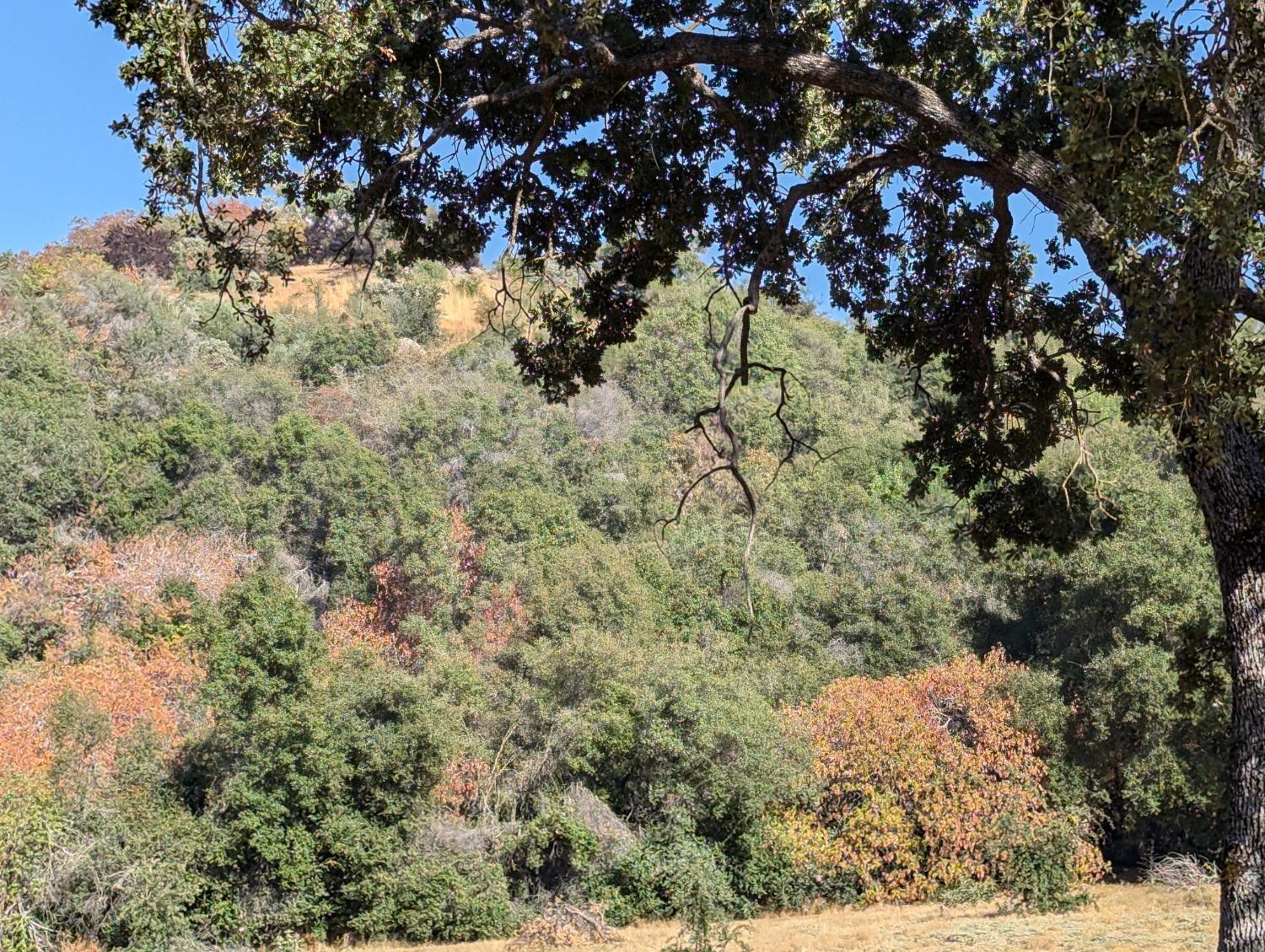 735 Bearclover Ln, Yokuts Valley, CA 93675