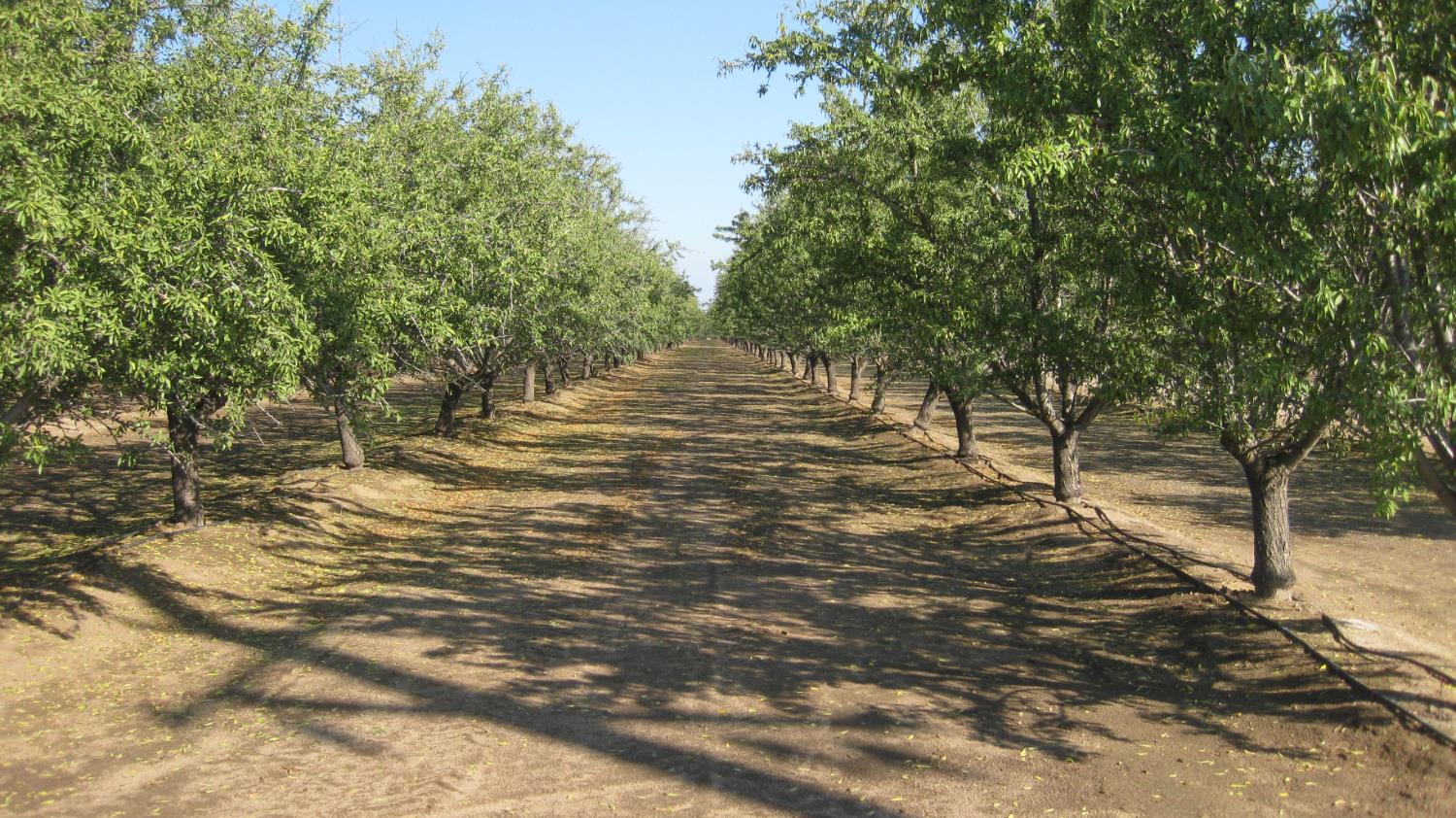 2524 N Mccall Ave, Sanger, CA 93657