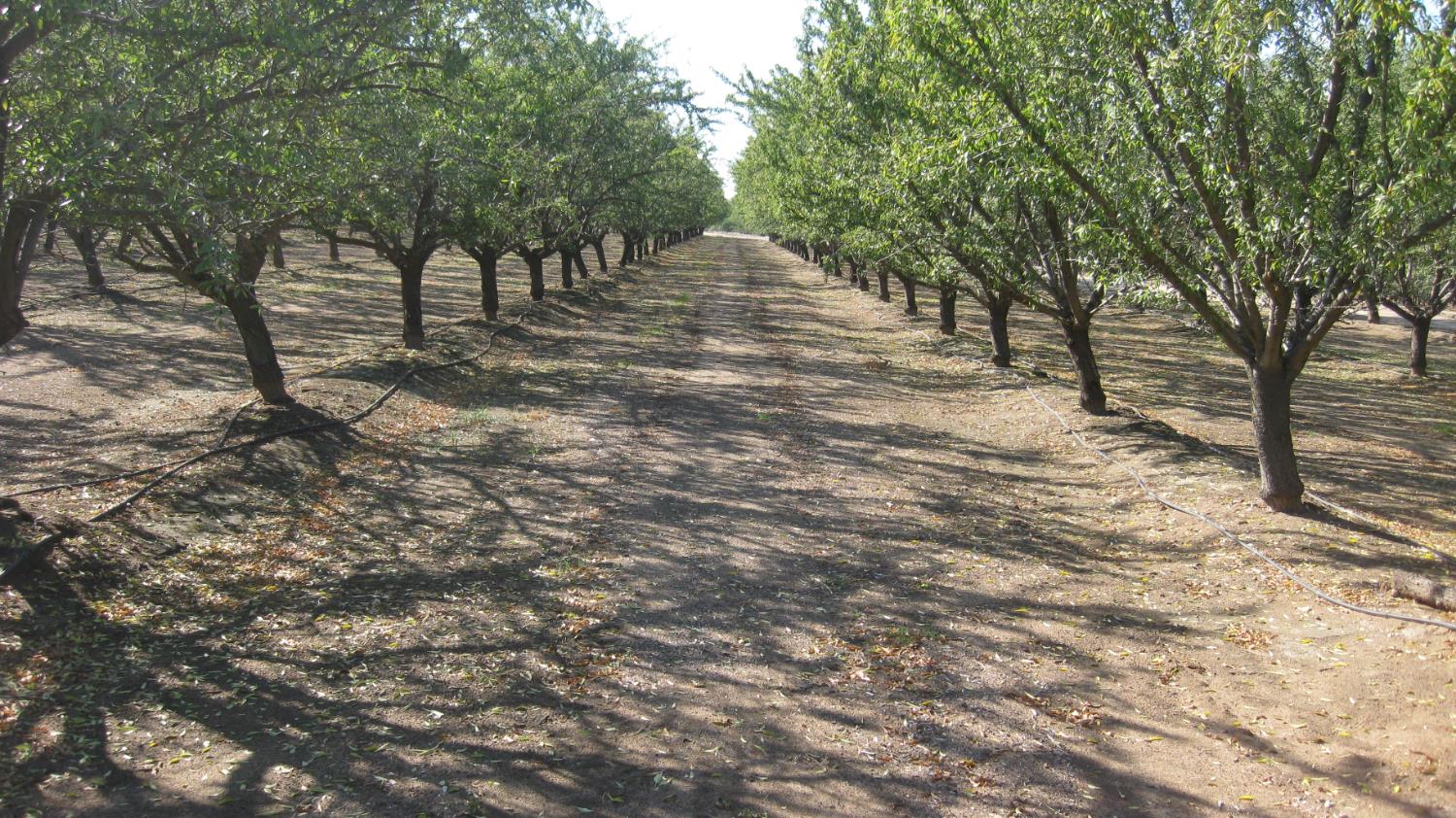 2524 N Mccall Ave, Sanger, CA 93657