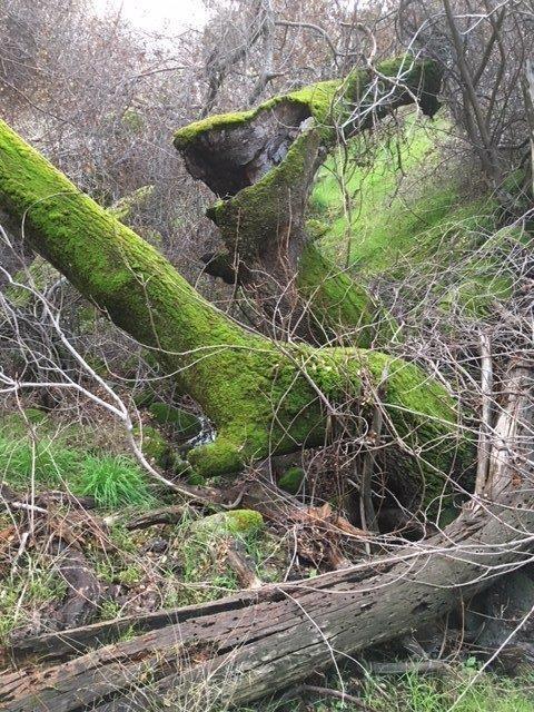 37 38 Lynx Ln, Prather, CA 93651