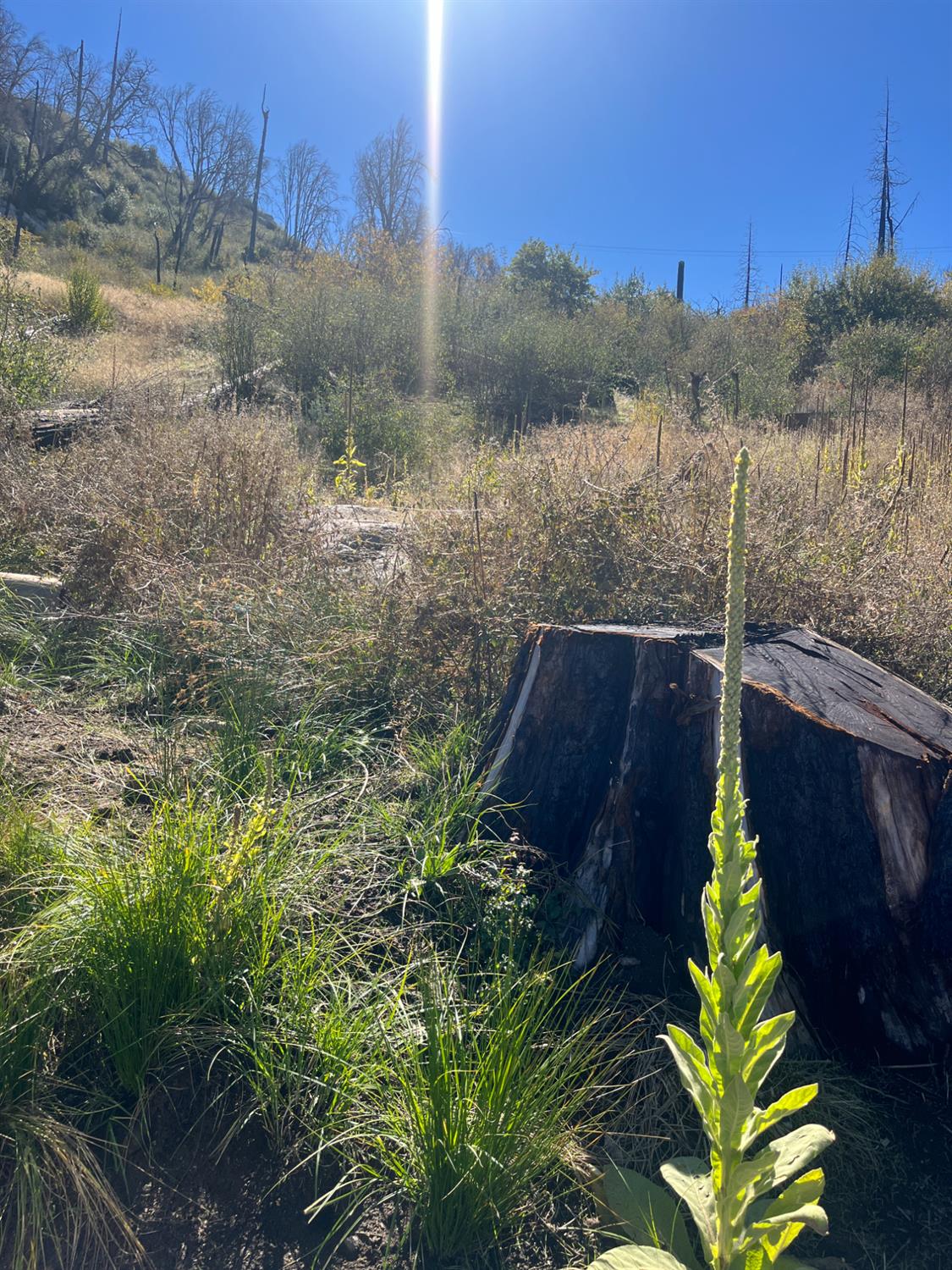 43548 Alder Springs Rd, Auberry, CA 93602