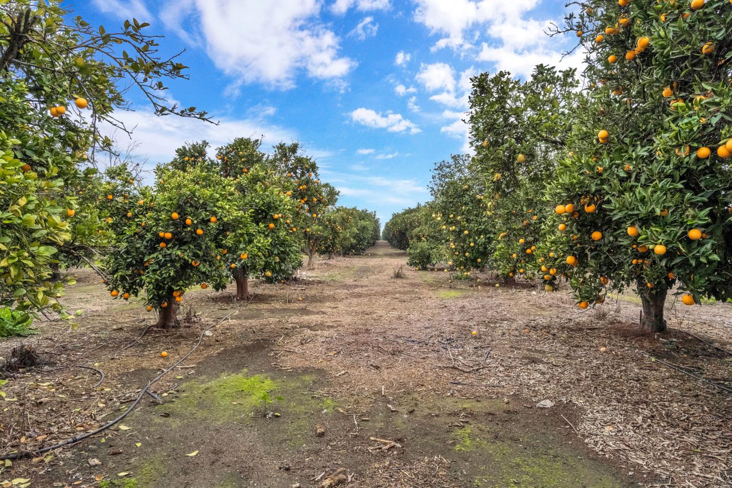 14721 E Tulare Ave, Sanger, CA 93657