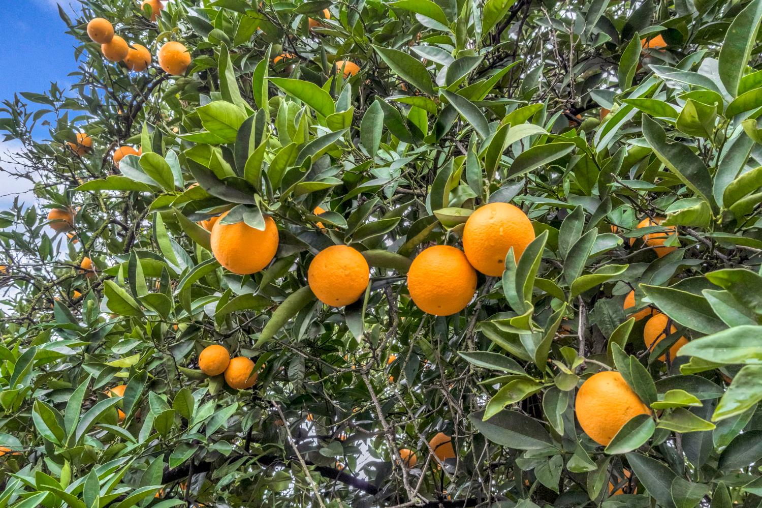 14721 E Tulare Ave, Sanger, CA 93657